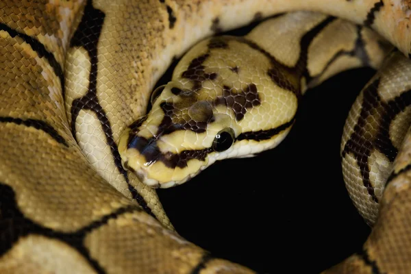 Míč python — Stock fotografie