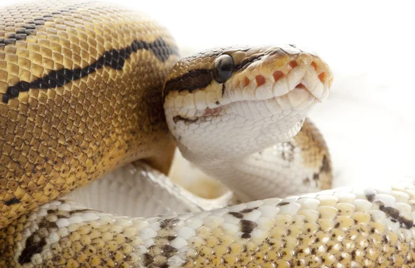 Nadelstreifenpython — Stockfoto