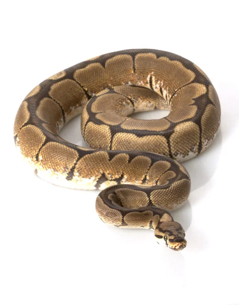 Spiderball Python — Foto de Stock