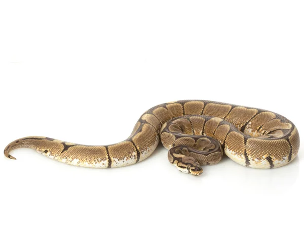 Python boule d'araignée — Photo