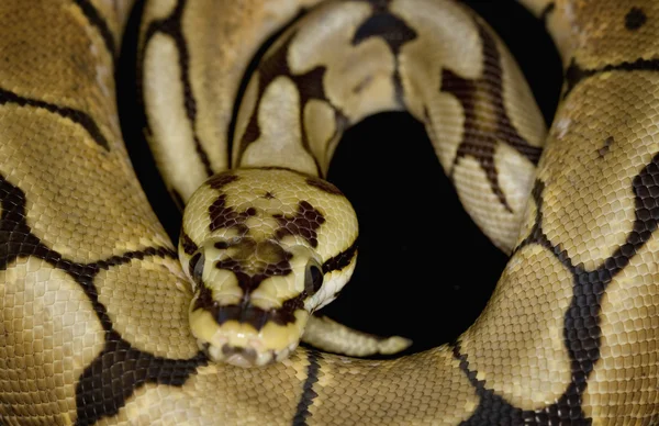 Μπάλα python — Φωτογραφία Αρχείου