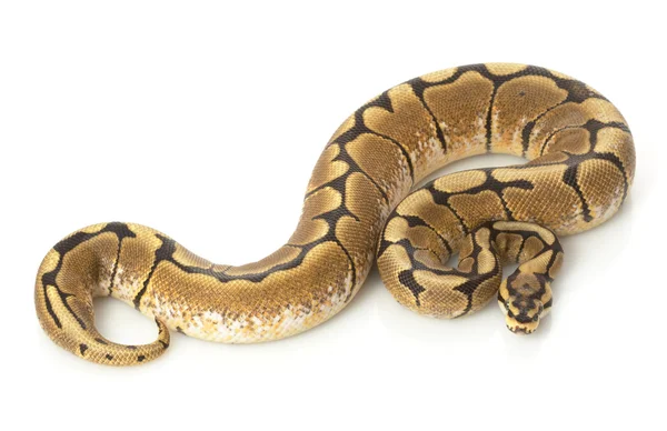 Spiderball Python — Foto de Stock