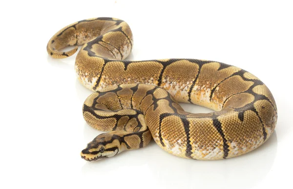 Spin bal python — Stockfoto