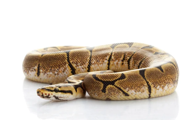 Python boule d'araignée — Photo