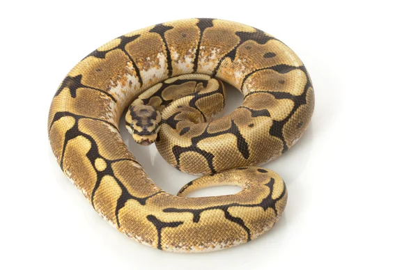 Spinnenball-Python — Stockfoto