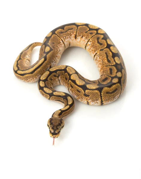 Python Spider woma bola — Foto de Stock