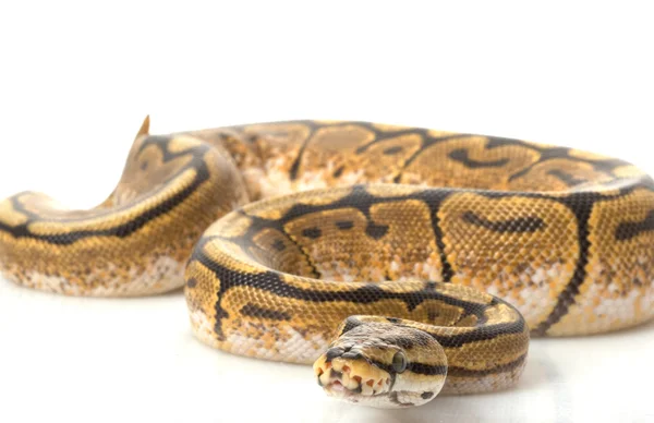 Python Spider woma bola — Foto de Stock