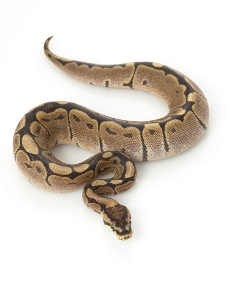 Паук Woma Ball Python

