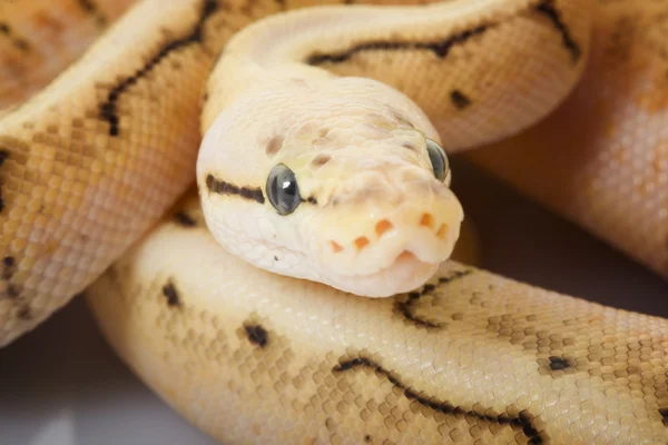 Tárcsa robbanás Ball Python — Stock Fotó