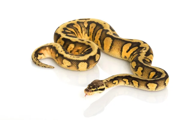 Listrado super pastel Bola Python — Fotografia de Stock