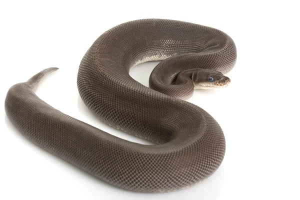 Super cannella palla Python — Foto Stock