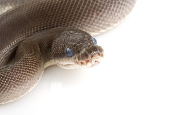 Super Cinnamon Ball Python — Stock Photo, Image