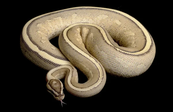 超级遗传条纹球 python — 图库照片