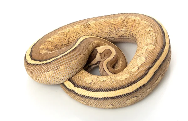 Szuper csík Ball Python — Stock Fotó