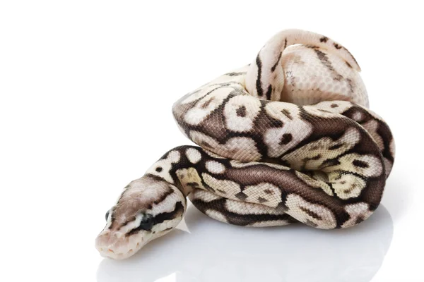 Ball Python — Stock Photo, Image