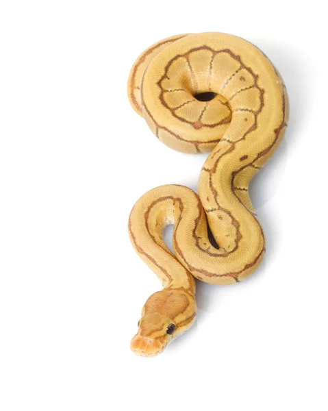 toy ball python