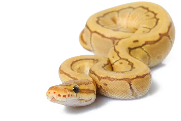 Μπάλα python — Φωτογραφία Αρχείου