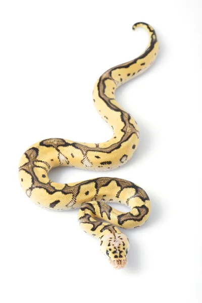 Ball Python — Stock Photo, Image