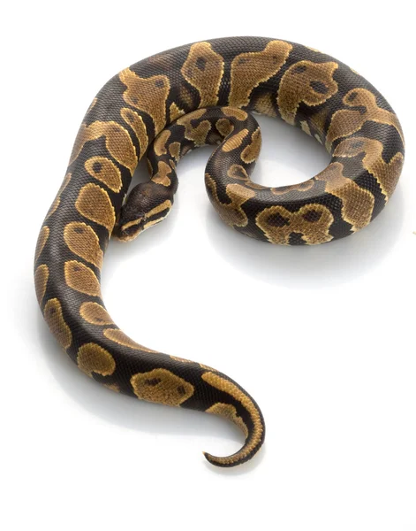 Gelber Bauchkugelpython — Stockfoto