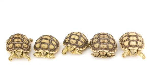 African Spurred Tortoises (Geochelone sulcata) — Stock Photo, Image