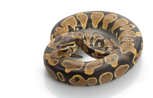 Yellow Belly Ball Python — Stock Photo, Image