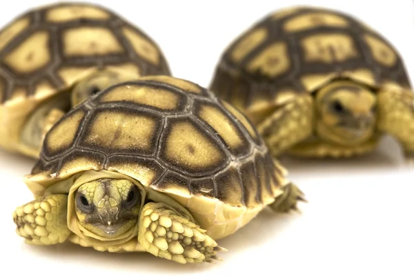 Afrika mahmuzlu kaplumbağa (Geochelone sulcata)