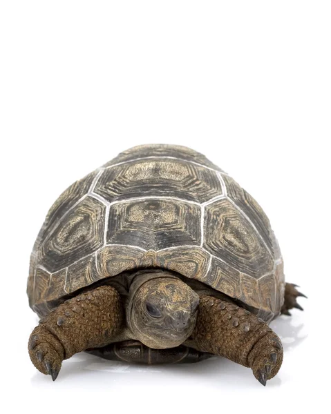 Aldabra reuzenschildpad — Stockfoto