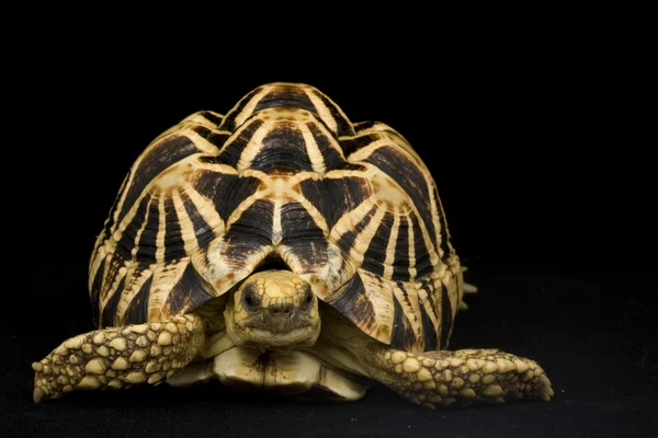Бирманская черепаха — стоковое фото
