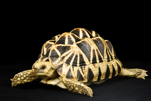 Burmesische Sternschildkröte — Stockfoto