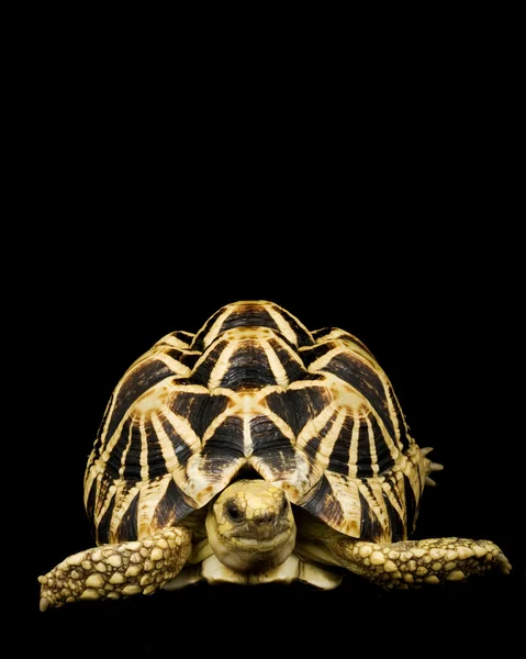 Birmese ster schildpad — Stockfoto