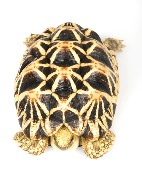 缅甸星龟 — 图库照片