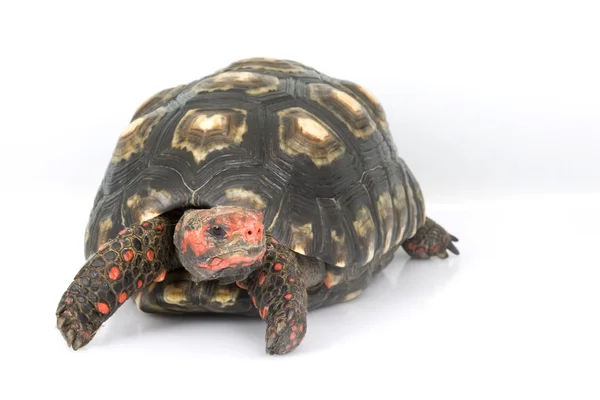 Черноногая краснононогая черепаха — стоковое фото