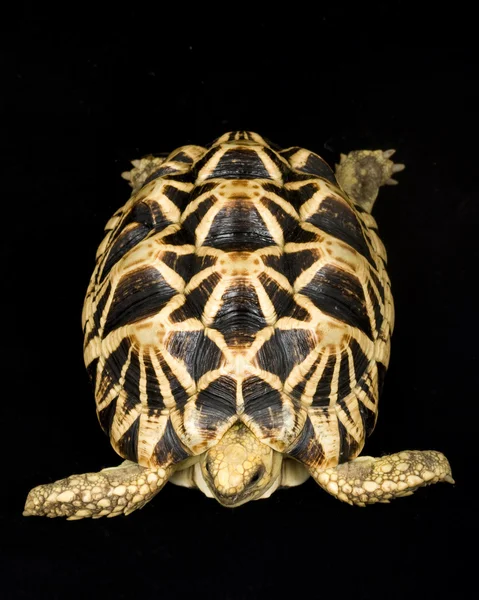 Étoile de tortue birmane — Photo