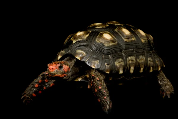 Cabeza de cereza Tortuga de patas rojas —  Fotos de Stock