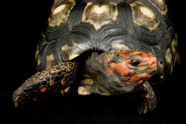 Cabeza de cereza Tortuga de patas rojas —  Fotos de Stock