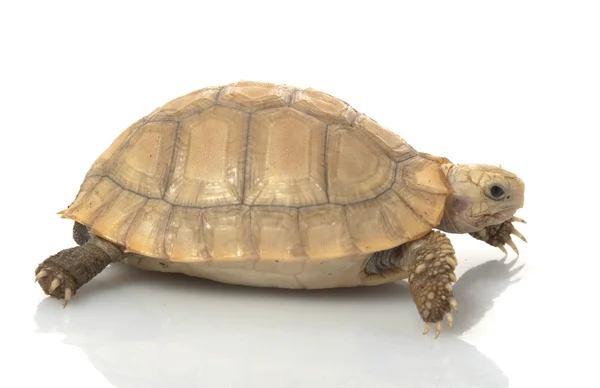 Elongated Tortoise — Stock Photo, Image