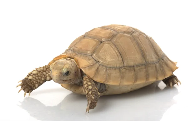Elongated Tortoise — Stock Photo, Image