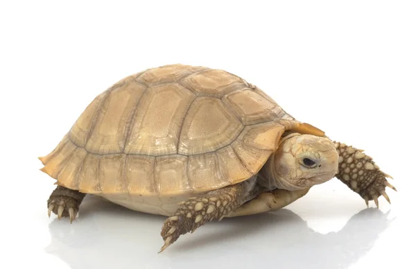 Elongated Tortoise — Stock Photo, Image