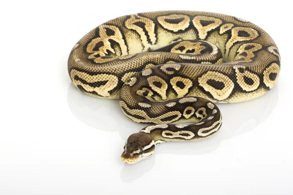 Zinnkugel-Python Stockfoto