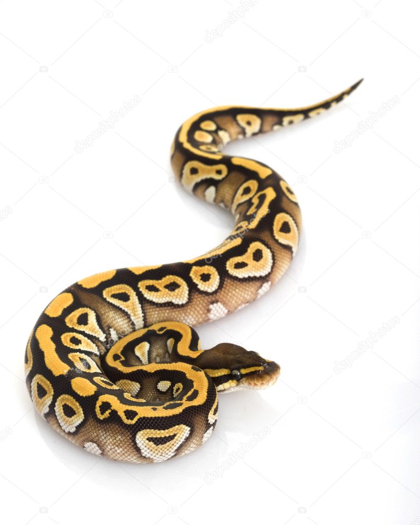 Mojave Ball Python