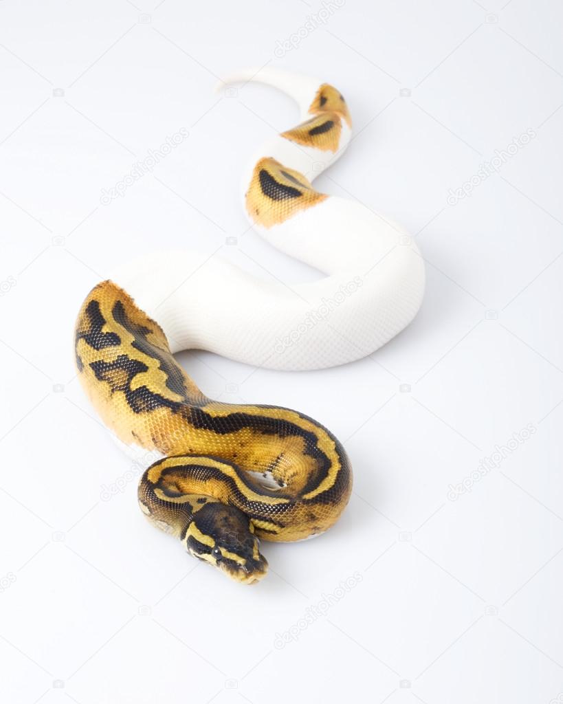 Ball Python