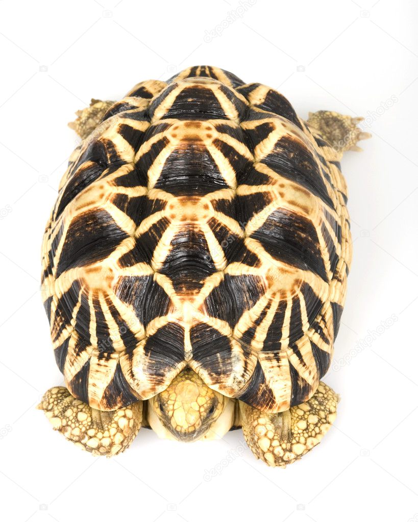 Burmese Star Tortoise