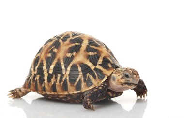 Hint yıldızlı kaplumbağa