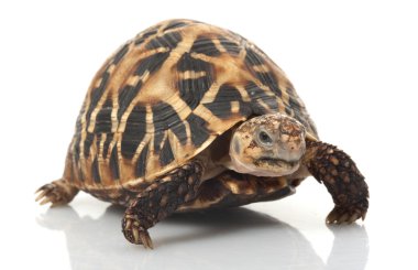 Hint yıldızlı kaplumbağa