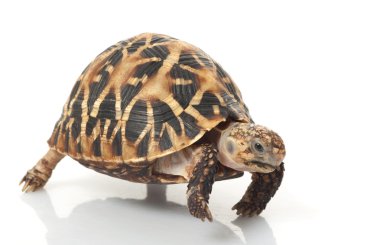 Hint yıldızlı kaplumbağa