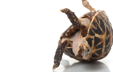 Hint yıldızlı kaplumbağa