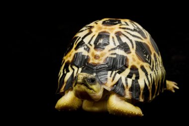 radyasyonlu kaplumbağa