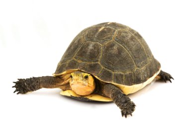 Çin kutu turtle