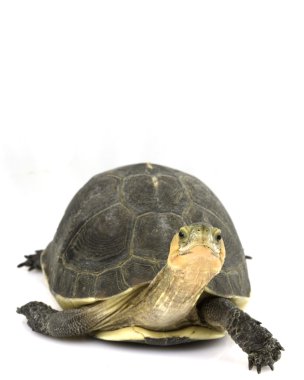 Çin kutu turtle