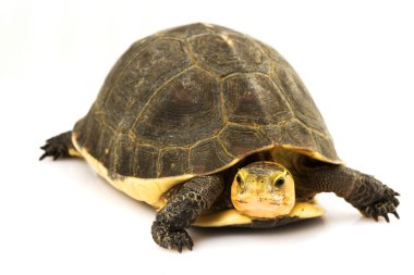 Çin kutu turtle